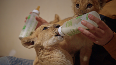 Ми, наші улюбленці та війна