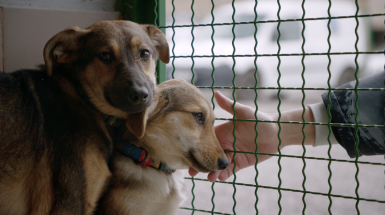 Ми, наші улюбленці та війна