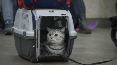 Ми, наші улюбленці та війна