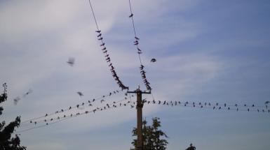 зірка полинь