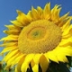 Profile picture for user 127203